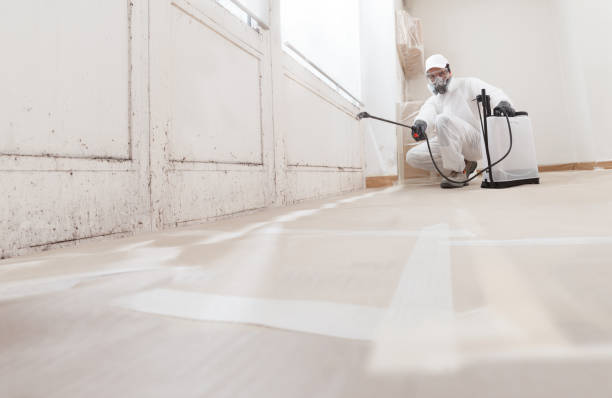 24/7 Emergency Black Mold Remediation experts in Chesapeake, VA