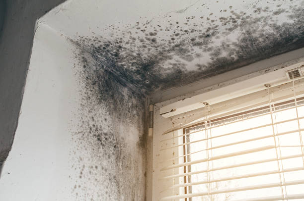 Affordable Black Mold Remediation solutions in Chesapeake, VA